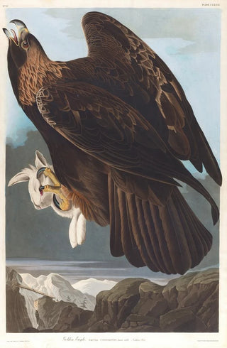 John James Audubon - Golden eagle.webp