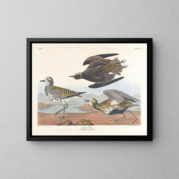 Pluvier doré - John James Audubon — gerahmtes Bild an der Wand