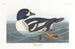 Ente Garrot - John James Audubon — Ansicht des Kunstwerks