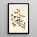 Paruline à ailes dorées - John James Audubon — gerahmtes Bild an der Wand