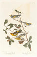 Paruline à ailes dorées - John James Audubon — Ansicht des Kunstwerks