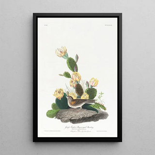 John James Audubon - Grass finch or baywinged bunting.webp