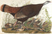 Großes amerikanisches Hühnchen, jung - John James Audubon — Ansicht des Kunstwerks