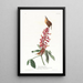 Troglodyte von Caroline - John James Audubon — gerahmtes Bild an der Wand