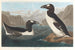 Großes Gemälde vom Eistaucher - John James Audubon — Ansicht des Kunstwerks
