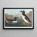 Großes Gemälde vom Eistaucher - John James Audubon — gerahmtes Bild an der Wand