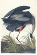 Großes Blaureiher-Gemälde - John James Audubon — Ansicht des Kunstwerks