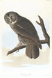 Großschnabel-Uhu Gemälde - John James Audubon — Ansicht des Kunstwerks