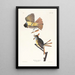 Tyran huppé - John James Audubon — gerahmtes Bild an der Wand