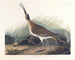 Großes Gemälde vom Eistaucher - John James Audubon — Ansicht des Kunstwerks