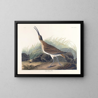 John James Audubon - Great equimaux curlew.webp