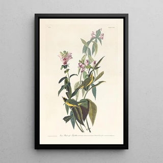 John James Audubon - Green blackcapt flycatcher.webp