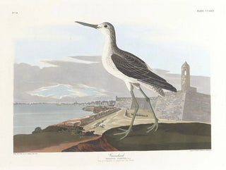 John James Audubon - Greenshank.webp