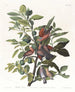 Colombe terrestre - John James Audubon — Ansicht des Kunstwerks