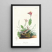 Bruant de Henslow - John James Audubon — gerahmtes Bild an der Wand