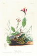 Bruant de Henslow - John James Audubon — Ansicht des Kunstwerks
