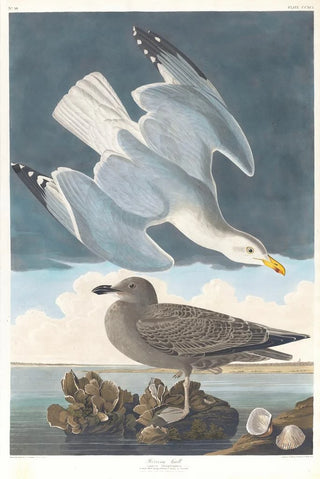 John James Audubon - Herring gull.webp