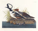 Enten-Kopf - John James Audubon — Ansicht des Kunstwerks