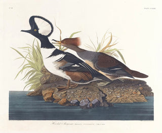 Enten-Kopf - John James Audubon — Ansicht des Kunstwerks