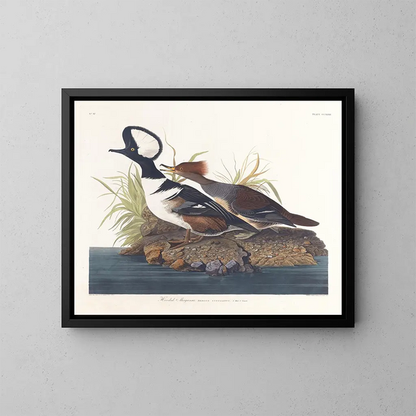 Enten-Kopf - John James Audubon — gerahmtes Bild an der Wand