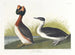Grèbe à cou noir - John James Audubon — Ansicht des Kunstwerks