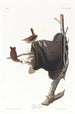 Troglodyte familier - John James Audubon — Ansicht des Kunstwerks