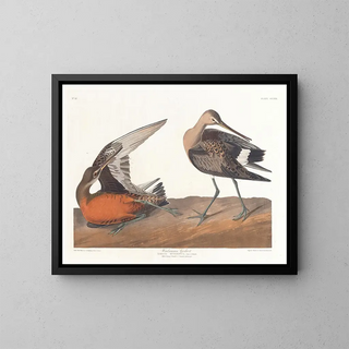 John James Audubon - Hudsonian godwit.webp