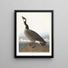 Bernache nonnette de Hutchins - John James Audubon — gerahmtes Bild an der Wand