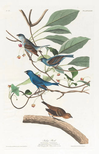 John James Audubon - Indigo bird.webp