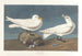 Goéland ivoirin - John James Audubon — Ansicht des Kunstwerks