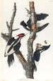 Pic à bec ivoire - John James Audubon — Ansicht des Kunstwerks