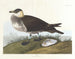 Jäger - John James Audubon — Ansicht des Kunstwerks