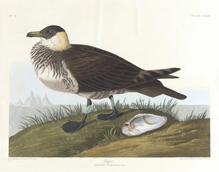 John James Audubon - Jager.webp