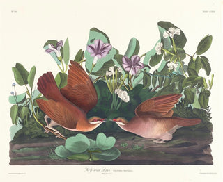 John James Audubon - Keywest dove.webp