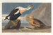 Kanadischer Enten-König - John James Audubon — Ansicht des Kunstwerks
