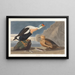 Kanadischer Enten-König - John James Audubon — gerahmtes Bild an der Wand