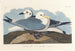 Möwentridactyle - John James Audubon — Ansicht des Kunstwerks