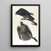 Faucon du Labrador - John James Audubon — gerahmtes Bild an der Wand