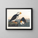 Puffin à gros bec - John James Audubon — gerahmtes Bild an der Wand