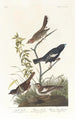 Bruant des prés Bruant des prairies Moineau chanteur brun - John James Audubon — Ansicht des Kunstwerks