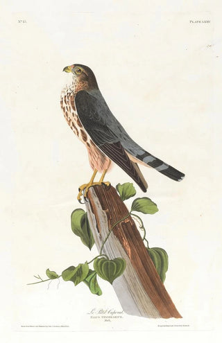 John James Audubon - Le petit caporal.webp