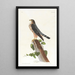 Der kleine Korporal - John James Audubon — gerahmtes Bild an der Wand
