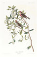 Sizerin flammé - John James Audubon — Ansicht des Kunstwerks