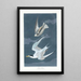 Sterne naine - John James Audubon — gerahmtes Bild an der Wand