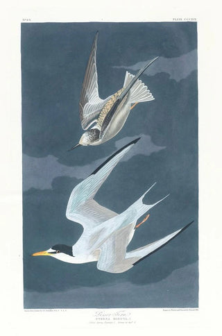 John James Audubon - Lesser tern.webp