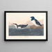 Petit pingouin - John James Audubon — gerahmtes Bild an der Wand
