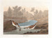 Petit bécasseau - John James Audubon — Ansicht des Kunstwerks