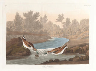 Petit bécasseau - John James Audubon — Ansicht des Kunstwerks