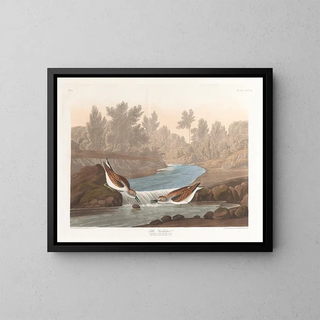 Petit bécasseau - John James Audubon — gerahmtes Bild an der Wand