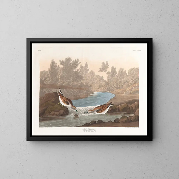 Petit bécasseau - John James Audubon — gerahmtes Bild an der Wand